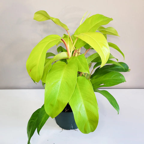 Philodendron Lemon Lime (Upright)