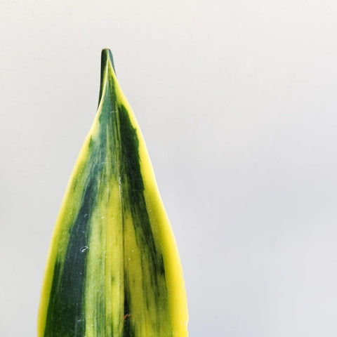 Sansevieria Yellow Flame