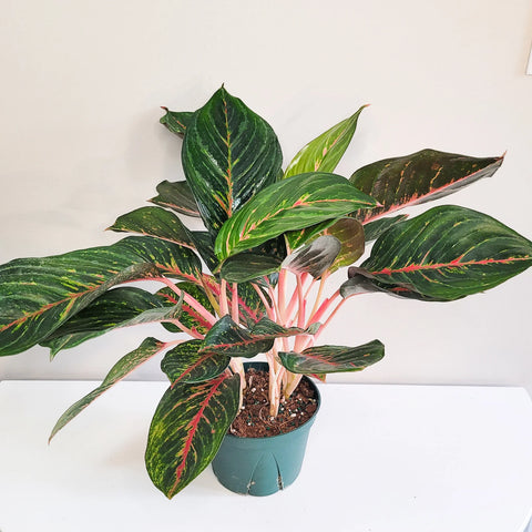 Aglaonema Commutatum - Rubi