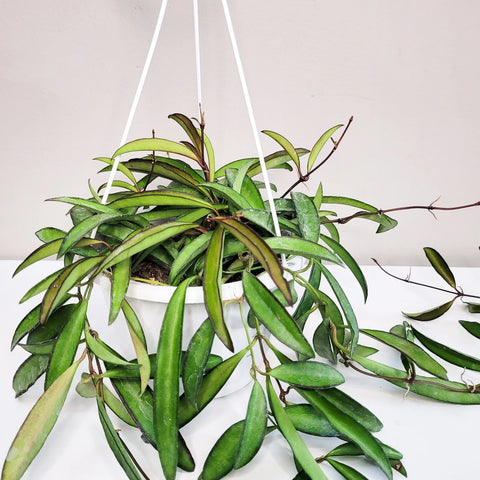 Hoya Wayetti