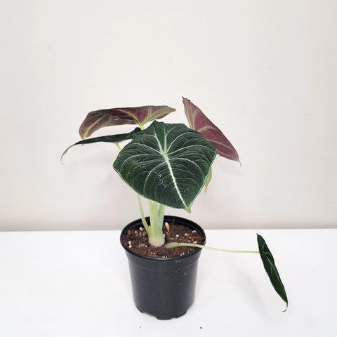 Alocasia Reginula - Black Velvet