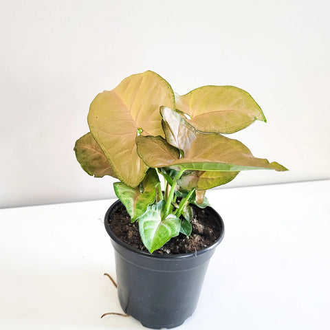 Syngonium Pink