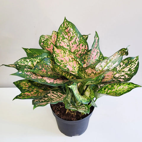 Aglaonema Commutatum - Valentine