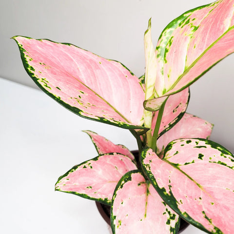 Aglaonema Pink Beauty