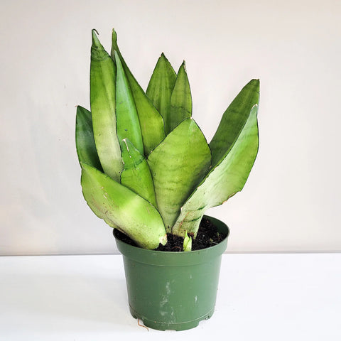 Sansevieria Moonshine