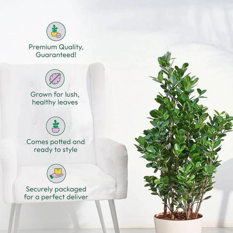 Ficus Moclame XL