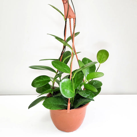 Hoya Australis