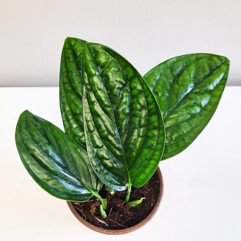 Monstera Karstenianum - Peru