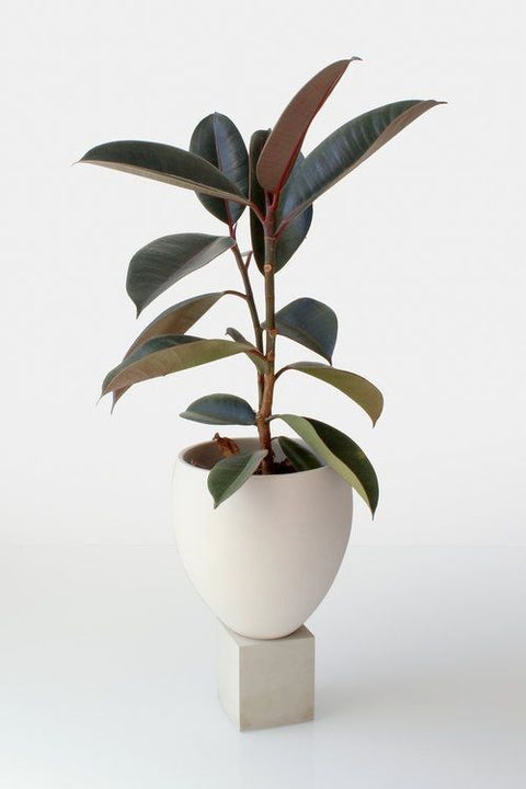 Rubber Plant