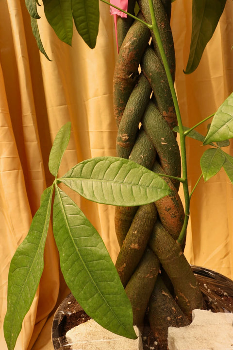 Money Tree XL