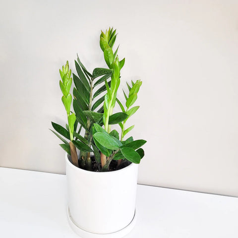 Dwarf ZZ Plant