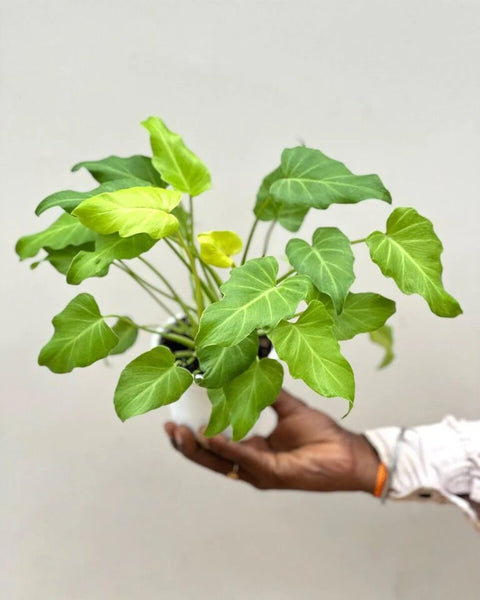 Philodendron Xanadu Golden