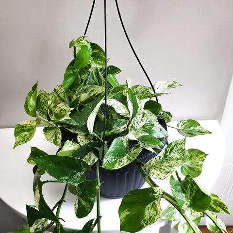 Money Plant Marble