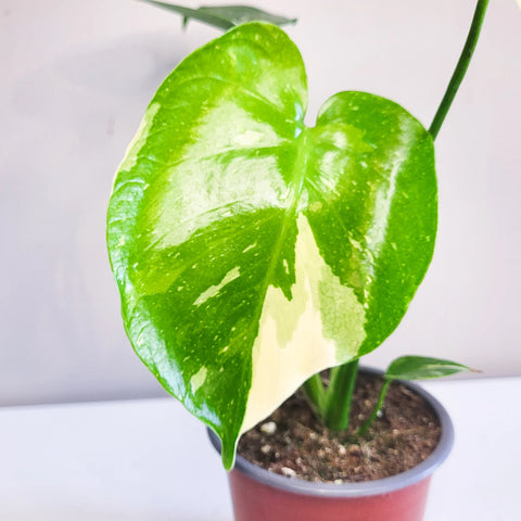 Monstera Deliciosa - Thai Constellation