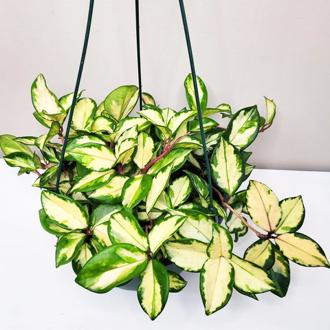 Hoya Carnosa Rubra - Krimson Princess