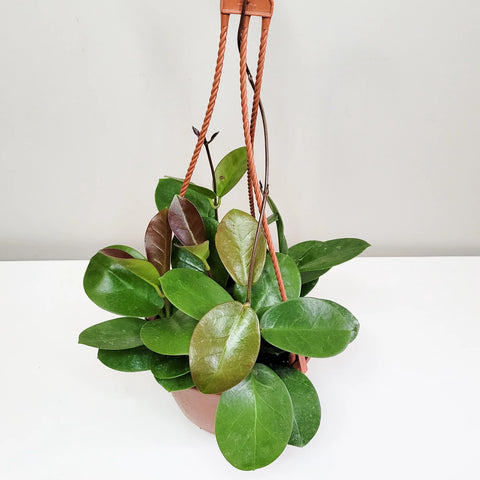 Hoya Australis