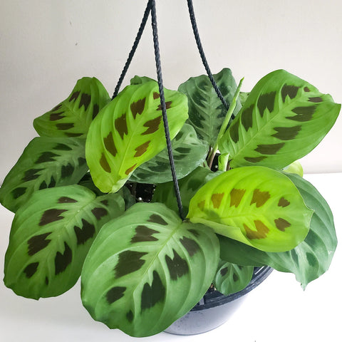 Maranta Leuconeura - Green Prayer