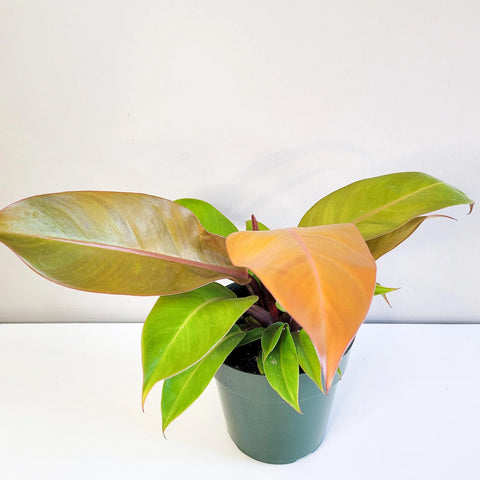 Philodendron Prince of Orange