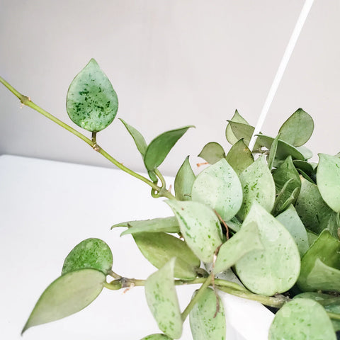 Hoya Krohniana Silver