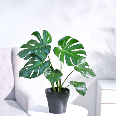 Monstera Deliciosa