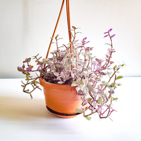 Callisia Repens - Pink Lady
