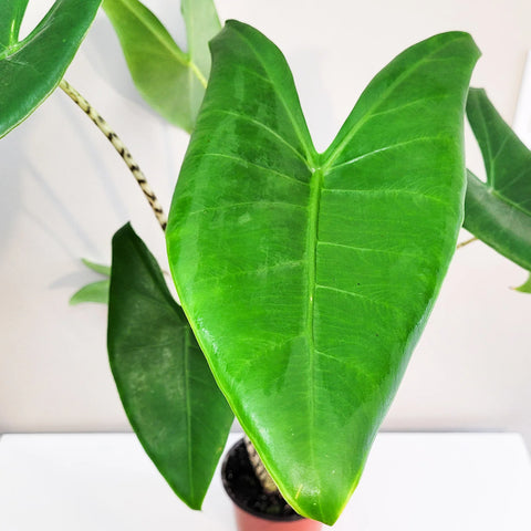 Alocasia Zebrina
