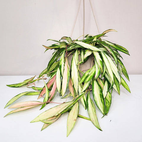 Hoya Wayetti Variegata