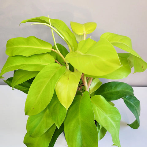 Philodendron Lemon Lime (Upright)
