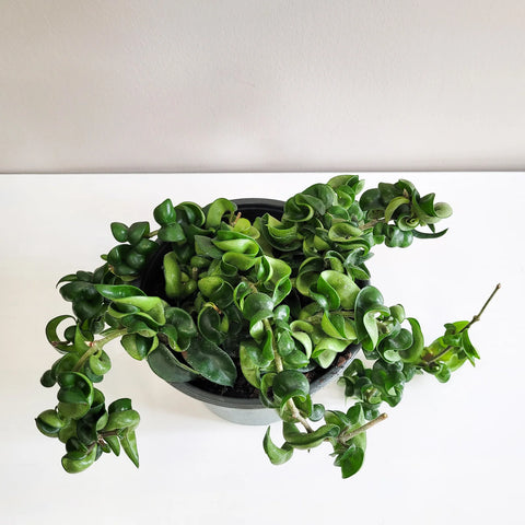 Hoya Carnosa Compacta - Hindu Rope
