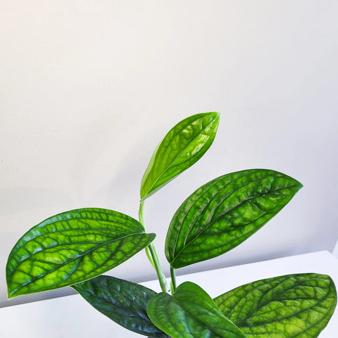 Monstera Karstenianum - Peru