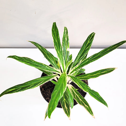 Aglaonema Commutatum - Rice