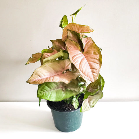 Syngonium Pink