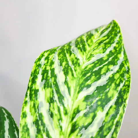 Aglaonema Commutatum - Golden Madonna
