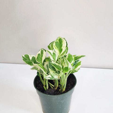 Epipremnum Aureum - N'Joy Pothos