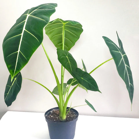 Alocasia Micholitziana - Frydek