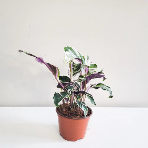 Calathea Lietzei - White Fusion