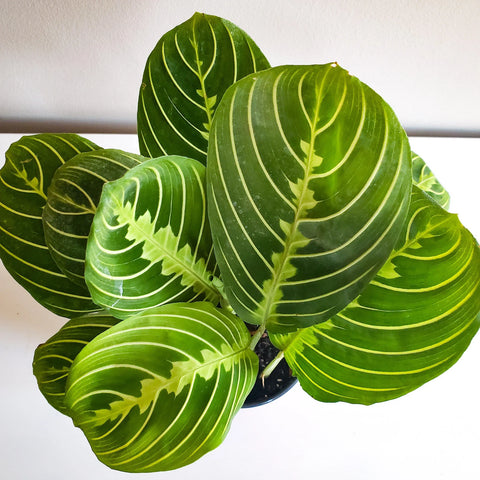 Maranta Leuconeura - Lemon Lime Prayer