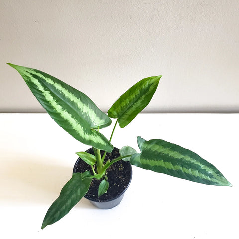 Schismatoglottis Wallichii - Drop Tongue