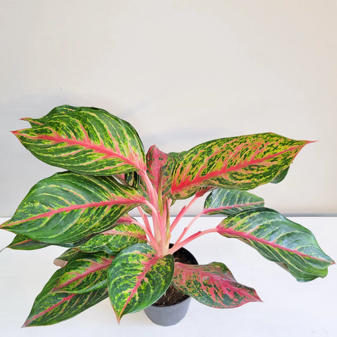 Aglaonema Commutatum - Rubi