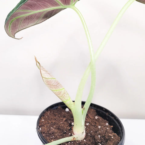Alocasia Reginula - Black Velvet