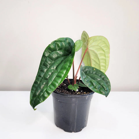 Anthurium Radicans x Luxirians