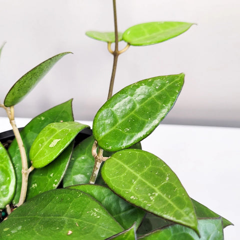 Hoya Parasitica 'Black Margin'