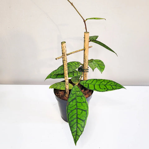 Hoya Callistophylla
