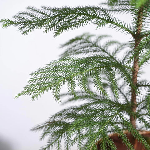 Norfolk Pine