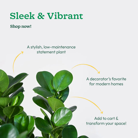 Ficus Moclame XL