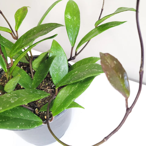 Hoya Pubicalyx