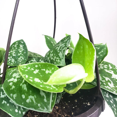 Money Plant Satin - Scindapsus Pictus Argyraeus
