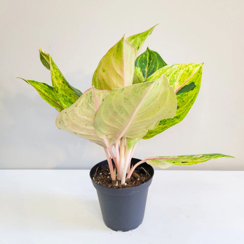 Aglaonema Commutatum - Golden Papaya