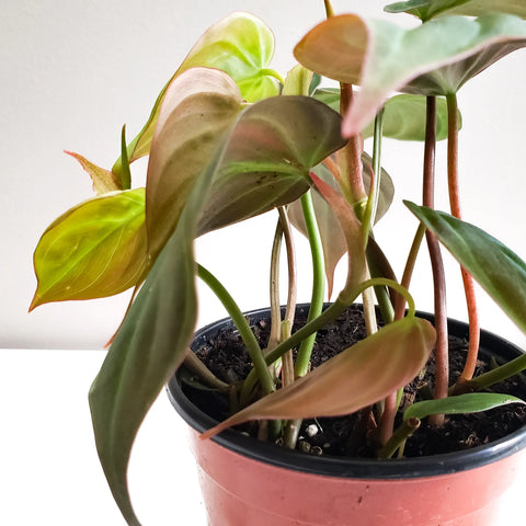 Philodendron Micans