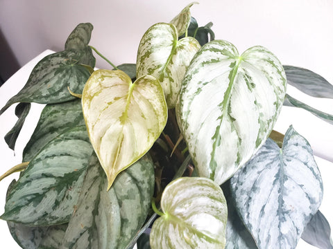 Philodendron Brandtianum - Brandi